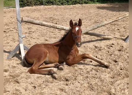 Koń hanowerski, Ogier, Źrebak (05/2025), Gniada