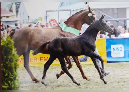 Koń hanowerski, Ogier, Źrebak (05/2025), Kara