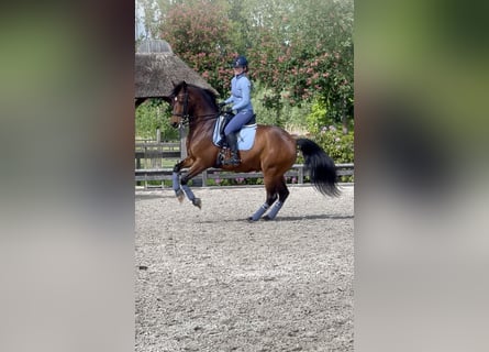 Koń hanowerski, Wałach, 10 lat, 165 cm, Gniada