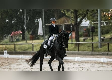 Koń hanowerski, Wałach, 10 lat, 171 cm, Kara