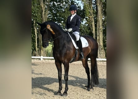 Koń hanowerski, Wałach, 10 lat, 176 cm, Ciemnogniada