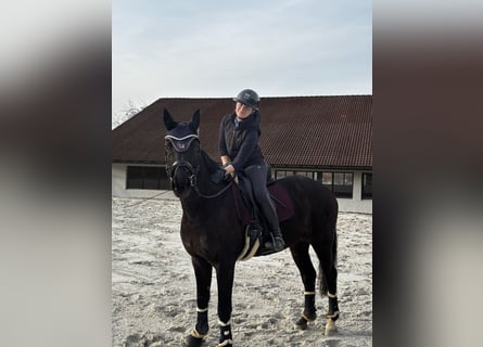 Koń hanowerski, Wałach, 11 lat, 165 cm, Kara