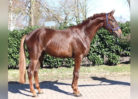 Koń hanowerski, Wałach, 3 lat, 162 cm, Ciemnokasztanowata