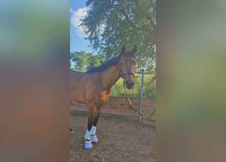 Koń hanowerski, Wałach, 3 lat, 164 cm, Gniada