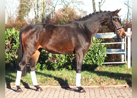Koń hanowerski, Wałach, 3 lat, 166 cm, Gniada
