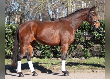 Koń hanowerski, Wałach, 3 lat, 166 cm, Gniada