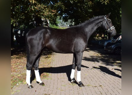 Koń hanowerski, Wałach, 3 lat, 167 cm, Kara