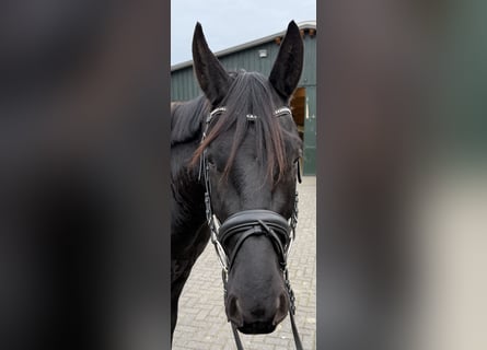 Koń hanowerski, Wałach, 3 lat, 168 cm, Kara