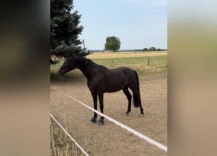 Koń hanowerski, Wałach, 3 lat, 168 cm, Kara