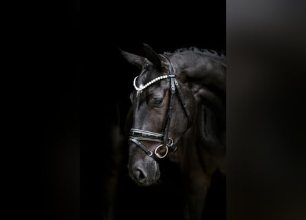 Koń hanowerski, Wałach, 3 lat, 169 cm, Kara