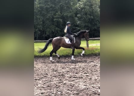 Koń hanowerski, Wałach, 3 lat, 170 cm, Ciemnogniada