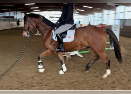 Koń hanowerski, Wałach, 3 lat, 170 cm, Gniada