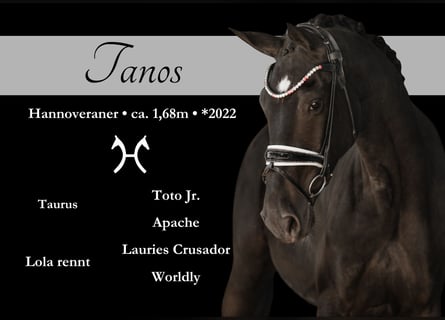 Koń hanowerski, Wałach, 3 lat, 170 cm, Kara