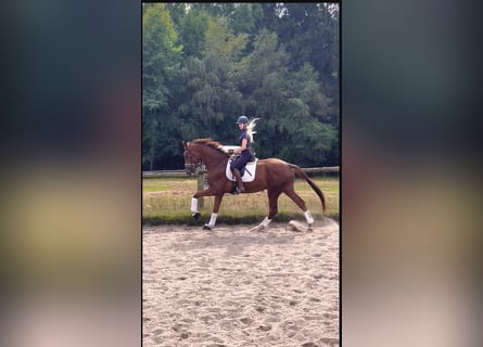 Koń hanowerski, Wałach, 3 lat, 173 cm, Ciemnokasztanowata