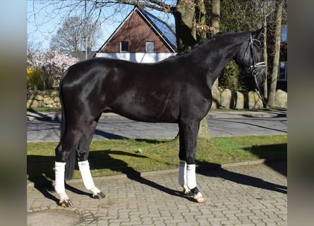 Koń hanowerski, Wałach, 3 lat, 174 cm, Kara