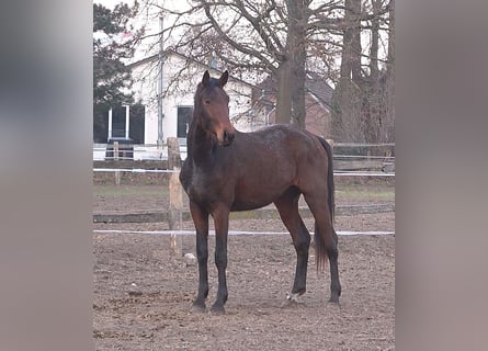 Koń hanowerski, Wałach, 3 lat, 175 cm, Ciemnogniada