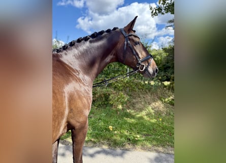 Koń hanowerski, Wałach, 4 lat, 165 cm, Ciemnogniada