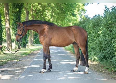 Koń hanowerski, Wałach, 4 lat, 170 cm, Gniada