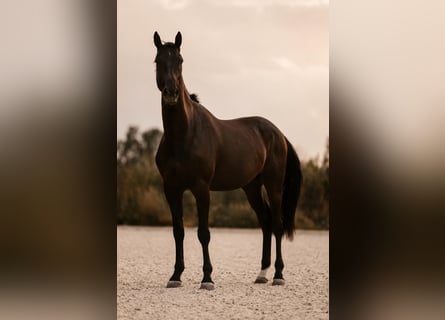 Koń hanowerski, Wałach, 4 lat, 170 cm, Kara