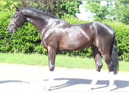 Koń hanowerski, Wałach, 4 lat, 170 cm, Kara