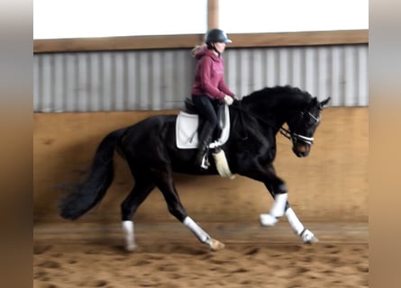 Koń hanowerski, Wałach, 4 lat, 170 cm, Skarogniada