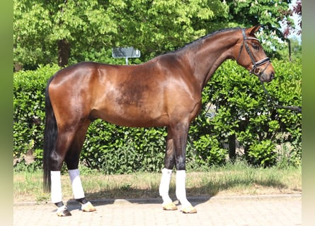 Koń hanowerski, Wałach, 4 lat, 172 cm, Gniada