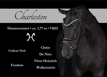 Koń hanowerski, Wałach, 4 lat, 177 cm, Kara