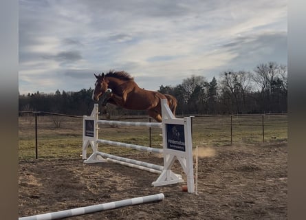 Koń hanowerski, Wałach, 4 lat, 180 cm, Kasztanowata