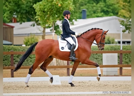 Koń hanowerski, Wałach, 4 lat, 183 cm, Gniada