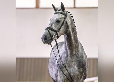 Koń hanowerski, Wałach, 5 lat, 164 cm, Siwa