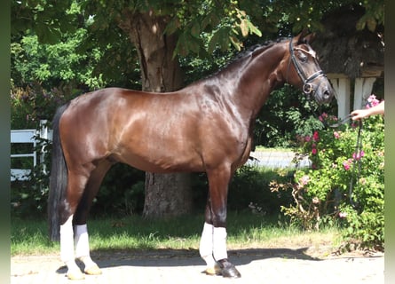 Koń hanowerski, Wałach, 5 lat, 168 cm, Gniada