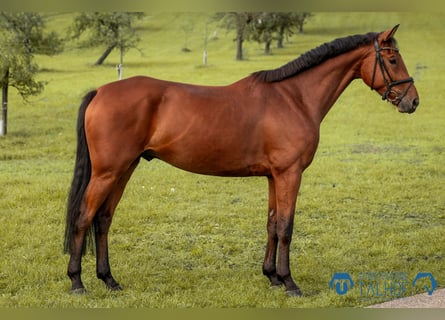 Koń hanowerski, Wałach, 5 lat, 168 cm, Gniada