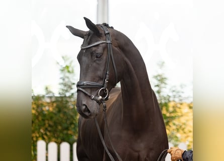 Koń hanowerski, Wałach, 5 lat, 169 cm, Gniada