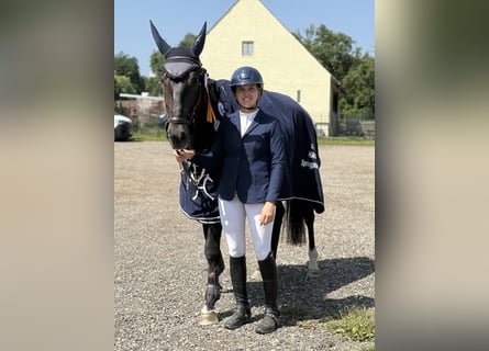 Koń hanowerski, Wałach, 5 lat, 170 cm, Ciemnogniada