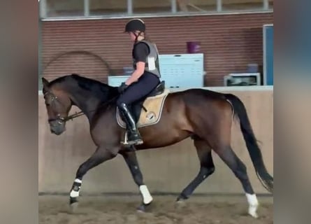 Koń hanowerski, Wałach, 5 lat, 170 cm, Ciemnogniada