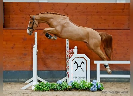 Koń hanowerski, Wałach, 5 lat, 170 cm, Kasztanowata