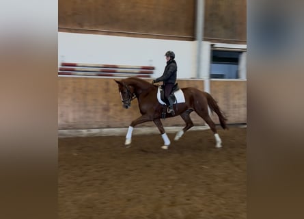 Koń hanowerski, Wałach, 5 lat, 170 cm, Kasztanowata