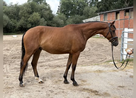 Koń hanowerski, Wałach, 5 lat, 172 cm, Gniada