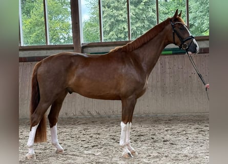 Koń hanowerski, Wałach, 5 lat, 174 cm, Kasztanowata