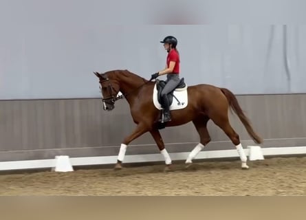 Koń hanowerski, Wałach, 5 lat, 175 cm, Kasztanowata