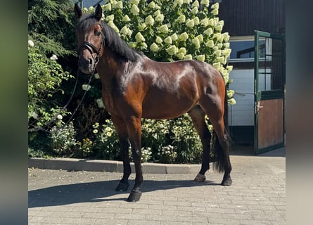 Koń hanowerski, Wałach, 6 lat, 165 cm, Ciemnogniada
