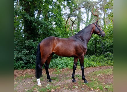 Koń hanowerski, Wałach, 6 lat, 167 cm, Ciemnogniada