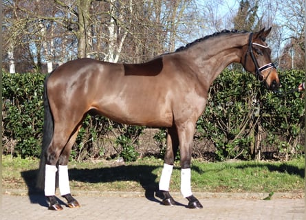 Koń hanowerski, Wałach, 6 lat, 168 cm, Gniada