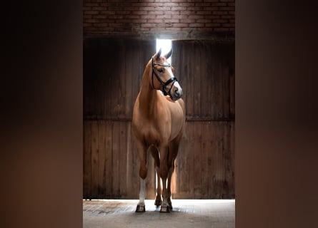 Koń hanowerski, Wałach, 6 lat, 168 cm, Kasztanowata