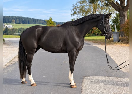 Koń hanowerski, Wałach, 6 lat, 170 cm, Kara