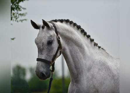 Koń hanowerski, Wałach, 6 lat, 171 cm, Siwa