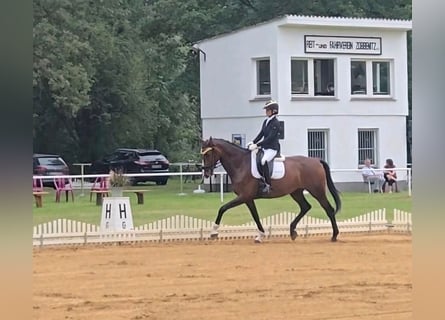 Koń hanowerski, Wałach, 6 lat, 173 cm, Gniada