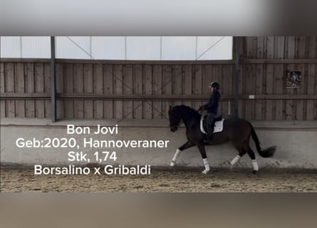 Koń hanowerski, Wałach, 6 lat, 174 cm, Ciemnogniada