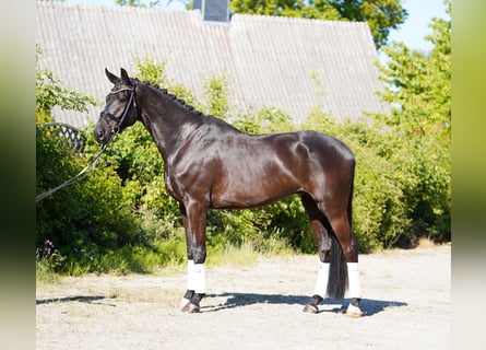 Koń hanowerski, Wałach, 6 lat, 178 cm, Kara
