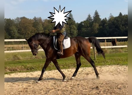 Koń hanowerski, Wałach, 7 lat, 167 cm, Ciemnogniada